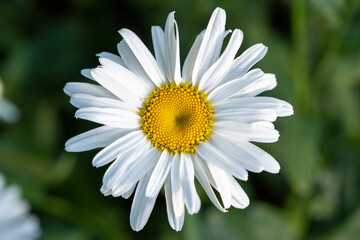 Obraz premium Isolated single white flower Argyranthemum frutescens, known as Paris daisy, marguerite or marguerite daisy in the green grass on a sunny day