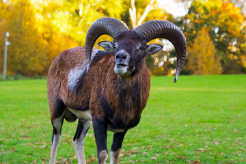 an adult mouflon ram with large horns in Favorite park, Germany