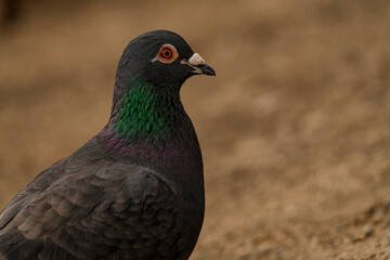 Close-up of head of pigeon with orange eye on blurred background.