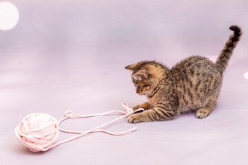 A tabby kitten is playing with a large ball of pink braid. Lilac pastel background, close-up