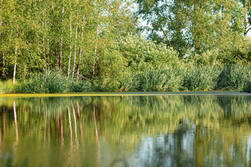 Fototapeta na wymiar A pond in the forest with birches on the shore on a quiet sunny summer evening. Thickets of sedges on the shore, the reflection of trees in calm water
