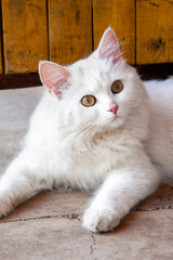 Fototapeta na wymiar Portrait of white, fluffy a cat