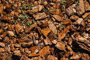 Background, texture of brown peeled bark. Photography of nature.
