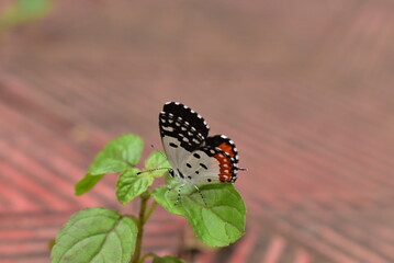 Colorful butterfly