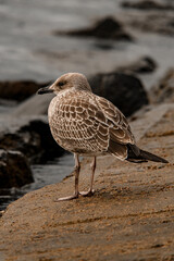 Close-up brown mottled seagul on shore. Bird in natural habitat