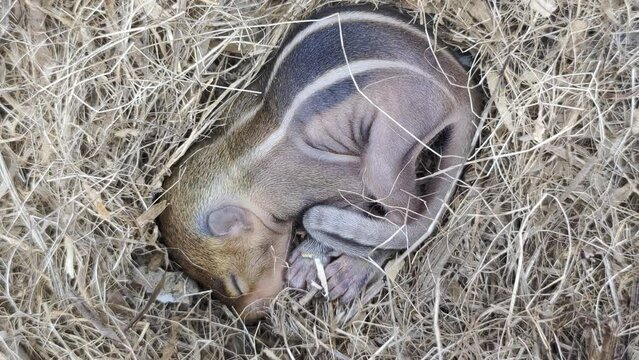Newborn wild chipmunk squirrel baby with brown skin and white stripes sleeping isolated on drey or nest made of dry twigs. Beautiful small cute and adorable eastern indian rodent close up macro view.