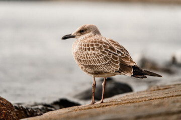 Beautiful young brown mottled seagul on shore. Bird in natural habitat