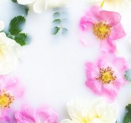 Bush rose in milk . Flowers in milk . Spa treatments. Romantic. Romantic setting. Fresh flowers. Copy space .