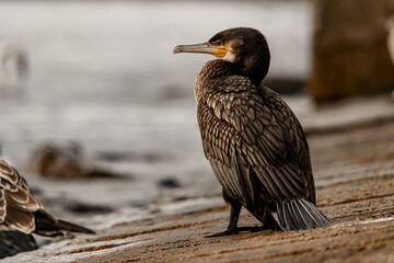 Gorgeous view of Great black cormorant in natural habitat.