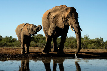 Fototapeta na wymiar African elephants (Loxodonta africana) at waterhole in Mashatu; Botswana; Africa