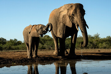 Naklejka na ściany i meble African elephants (Loxodonta africana) at waterhole in Mashatu; Botswana; Africa