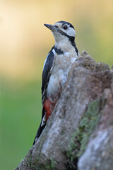 buntspecht dendrocopos major