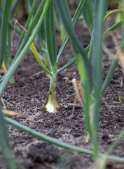 Green onion seedling. Harvest soon.