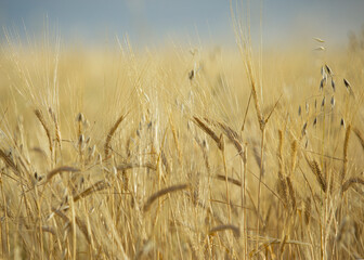 Close up of wheat ears, field of wheat in a summer day. Harvesting period