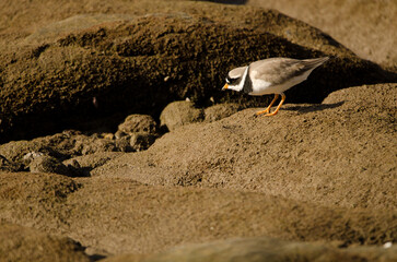 Common ringed plover Charadrius hiaticula. Arinaga Beach. Aguimes. Gran Canaria. Canary Islands. Spain.