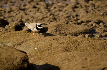 Common ringed plover Charadrius hiaticula. Arinaga Beach. Aguimes. Gran Canaria. Canary Islands....