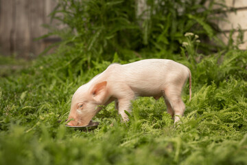 Piglet on green grass eats from a bowl. Agriculture. Livestock. Organic farm.