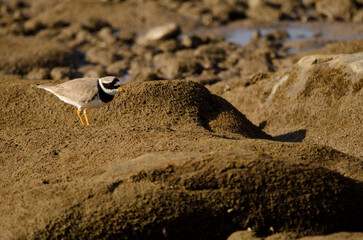 Common ringed plover Charadrius hiaticula. Arinaga Beach. Aguimes. Gran Canaria. Canary Islands. Spain.