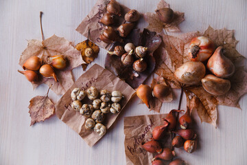 The bulbs of different spring-flowering bulb flowers ready for autumn planting in the garden.