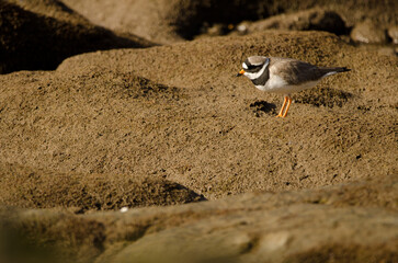 Common ringed plover Charadrius hiaticula. Arinaga Beach. Aguimes. Gran Canaria. Canary Islands. Spain.