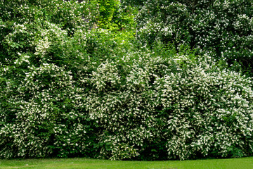 Jasmine bush in full blossom at summer park.