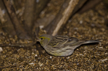Female Atlantic canary Serinus canaria. The Nublo Rural Park. Tejeda. Gran Canaria. Canary Islands. Spain.