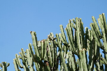 Grand cactus et ciel bleu