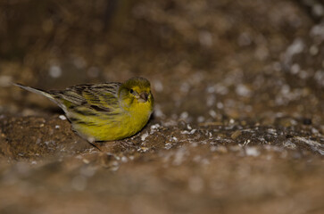 Male Atlantic canary Serinus canaria. The Nublo Rural Park. Tejeda. Gran Canaria. Canary Islands. Spain.