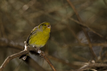 Male Atlantic canary Serinus canaria eating a seed. The Nublo Rural Park. Tejeda. Gran Canaria. Canary Islands. Spain.