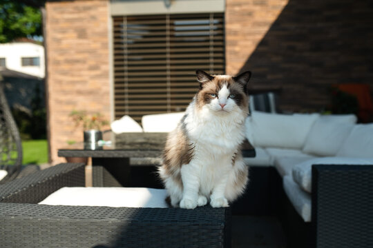 Beautiful rag doll cat sitting on the terrace