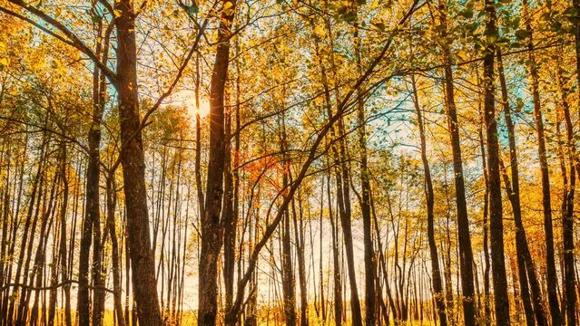 4k Hyperlapse Bright Sun Shines Through Trees Hardwood Forest. Transition From Summer To Autumn Season. Autumn Time Forest Background. Beautiful Sun Shine In Sunny Autumn Deciduous Forest. Sunlight