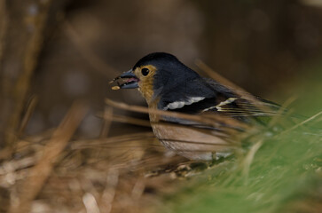 Common chaffinch Fringilla coelebs canariensis. Male eating a seed. The Nublo Rural Park. Tejeda. Gran Canaria. Canary Islands. Spain.