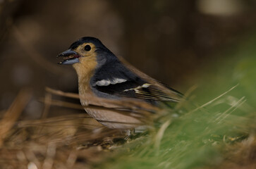 Common chaffinch Fringilla coelebs canariensis. Male eating a seed. The Nublo Rural Park. Tejeda. Gran Canaria. Canary Islands. Spain.