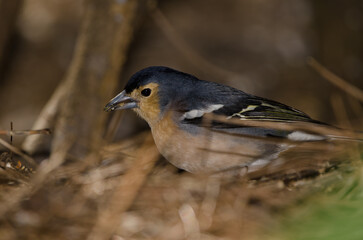 Common chaffinch Fringilla coelebs canariensis. Male eating a seed. The Nublo Rural Park. Tejeda. Gran Canaria. Canary Islands. Spain.