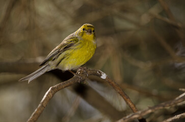 Male Atlantic canary Serinus canaria. The Nublo Rural Park. Tejeda. Gran Canaria. Canary Islands. Spain.