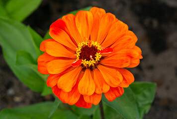 Blooming orange zinnia flower on a green background in a summer photo during summer time.