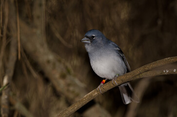 Male Gran Canaria blue chaffinch Fringilla polatzeki. The Nublo Rural Park. Tejeda. Gran Canaria. Canary Islands. Spain.