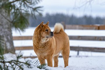 Red chow chow pet dog of ancient Chinese breed standing and looking to the right inside fencing in the yard in winter in Finland