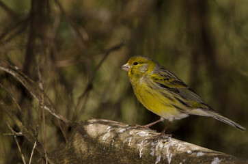 Male Atlantic canary Serinus canaria. The Nublo Rural Park. Tejeda. Gran Canaria. Canary Islands. Spain.