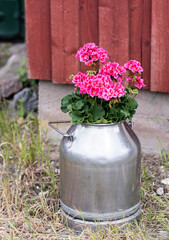 Beautiful pink geraniums inside a rustic old fashioned milk churn in front of barn on a summer day. Vintage and romantic feel.