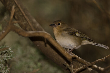 Female common chaffinch Fringilla coelebs canariensis. The Nublo Rural Park. Tejeda. Gran Canaria. Canary Islands. Spain.