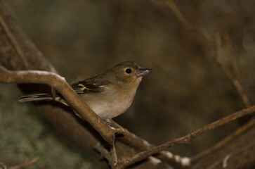 Female common chaffinch Fringilla coelebs canariensis. The Nublo Rural Park. Tejeda. Gran Canaria. Canary Islands. Spain.