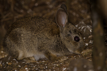 European rabbit Oryctolagus cuniculus. The Nublo Rural Park. Tejeda. Gran Canaria. Canary Islands. Spain.