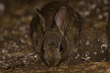 European rabbit Oryctolagus cuniculus. The Nublo Rural Park. Tejeda. Gran Canaria. Canary Islands. Spain.