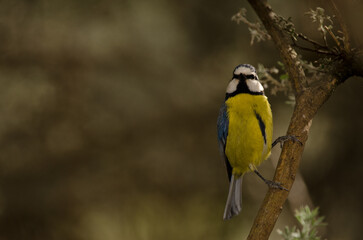 African blue tit Cyanistes teneriffae hedwigii. The Nublo Rural Park. Tejeda. Gran Canaria. Canary Islands. Spain.