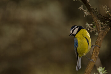African blue tit Cyanistes teneriffae hedwigii. The Nublo Rural Park. Tejeda. Gran Canaria. Canary Islands. Spain.