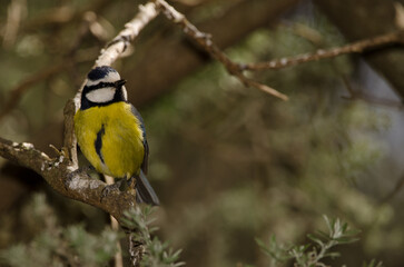 African blue tit Cyanistes teneriffae hedwigii. The Nublo Rural Park. Tejeda. Gran Canaria. Canary Islands. Spain.