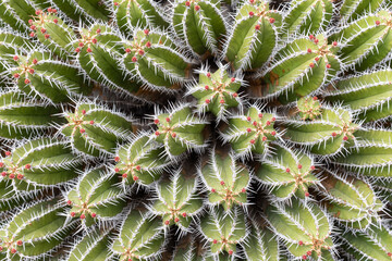 Lanzarote, Jardín de Cactus