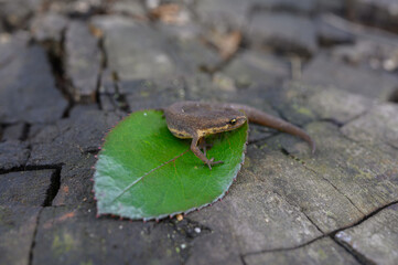 The smooth, European, northern smooth or common newt (Lissotriton vulgaris) is a species of newt. Amphibious, endangered species under nature protection.