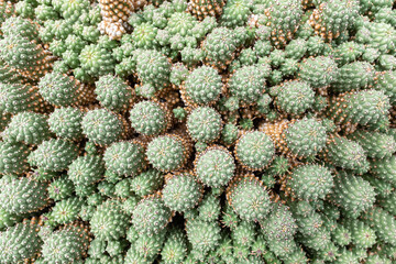 Lanzarote, Jardín de Cactus